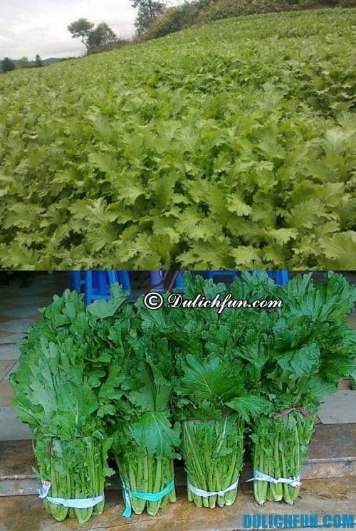 Cải mèo Mộc Châu